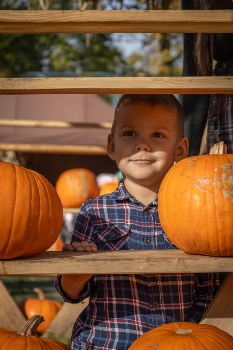 Małe dziecko w kraciastej koszuli patrzy przez drewniane listwy, otoczone dyniami. Dziecko jest na zewnątrz w słońcu, z namiotem i drzewami w tle.