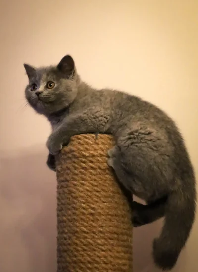 Puszysty szary kot z szeroko otwartymi oczami siedzi na szczycie wysokiego, teksturowanego słupka do drapania na jednolitym tle. Kot wydaje się zrelaksowany i ciekawy.