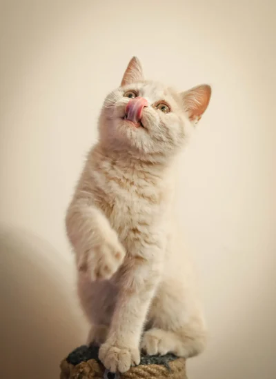 Puszysty kremowy kociak siedzi z jedną łapą uniesioną i wysuniętym językiem, patrząc w górę na jednolitym tle. Oświetlenie jest delikatne, podkreślając futro kociaka.
